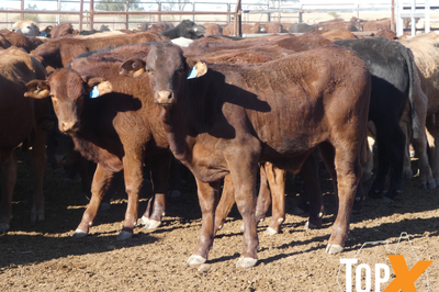 112 Santa X Weaner Steers