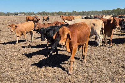 Dispersal of breeder herd-  CQLX 12th Aug Sale