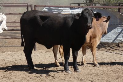 Approx 94 Xbred PTIC Heifers