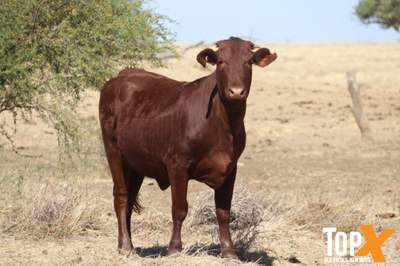 360 Crossbred Backgrounder Heifers