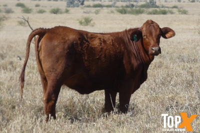 224 Crossbred Backgrounder Heifers