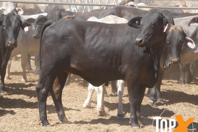 202 PTIC Heifers