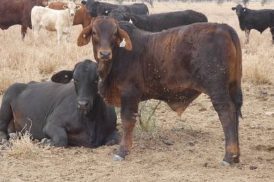 App. 600 Flatback & Brahman mixed sex weaners