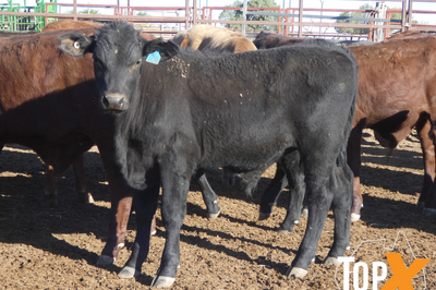 112 Santa X Weaner Steers