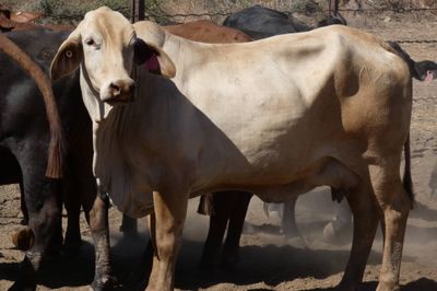 Approx 94 Xbred PTIC Heifers