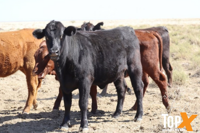 360 Crossbred Backgrounder Heifers