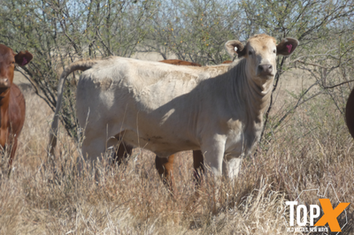 224 Crossbred Backgrounder Heifers