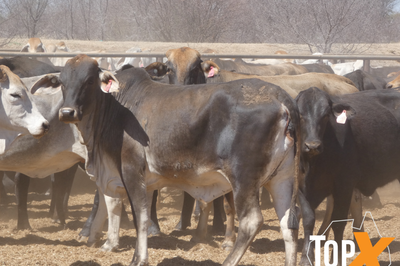 202 PTIC Heifers