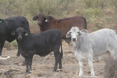 App. 600 Flatback & Brahman mixed sex weaners