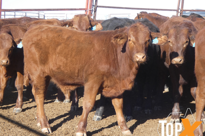 112 Santa X Weaner Steers