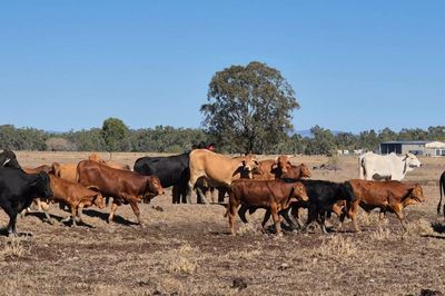 Dispersal of breeder herd-  CQLX 12th Aug Sale