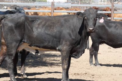 Approx 94 Xbred PTIC Heifers