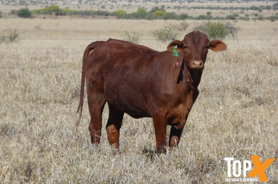 224 Crossbred Backgrounder Heifers