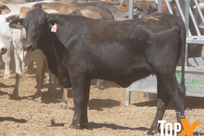 202 PTIC Heifers