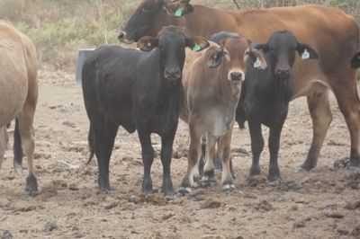 App. 600 Flatback & Brahman mixed sex weaners