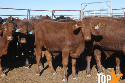 112 Santa X Weaner Steers