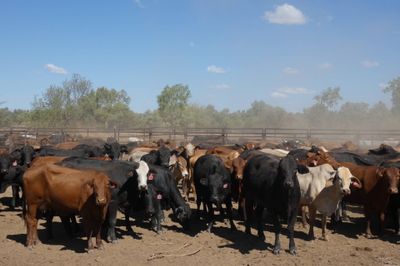 Approx 94 Xbred PTIC Heifers