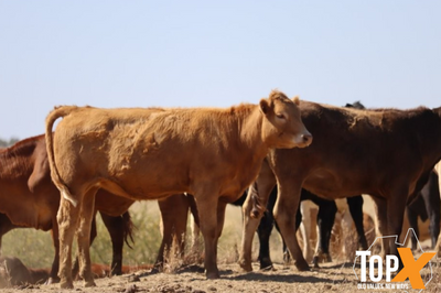 360 Crossbred Backgrounder Heifers