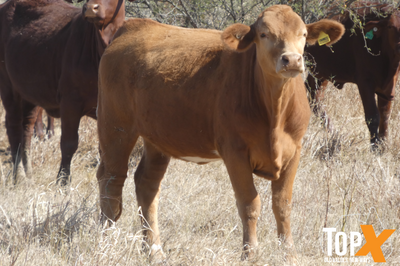 224 Crossbred Backgrounder Heifers