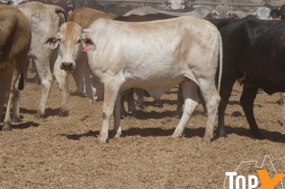 202 PTIC Heifers