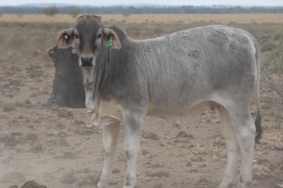 App. 600 Flatback & Brahman mixed sex weaners