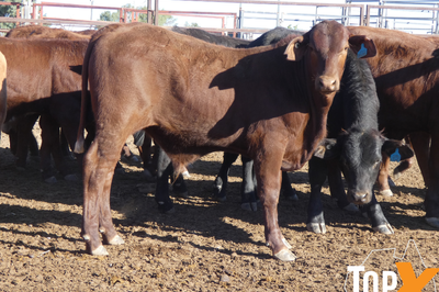 112 Santa X Weaner Steers