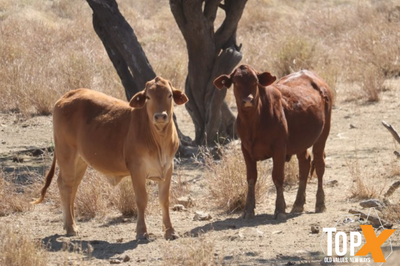 360 Crossbred Backgrounder Heifers