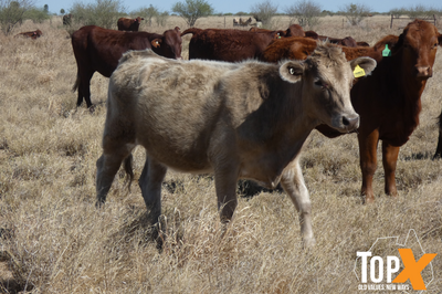 224 Crossbred Backgrounder Heifers
