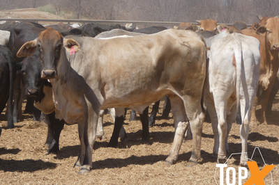 202 PTIC Heifers