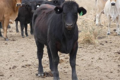 App. 600 Flatback & Brahman mixed sex weaners