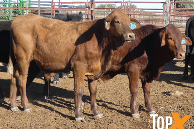 112 Santa X Weaner Steers