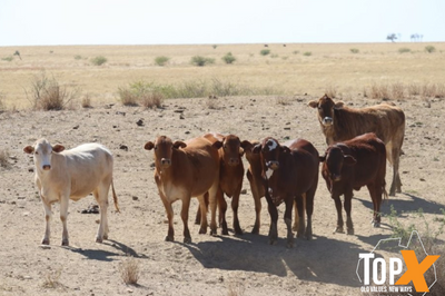 360 Crossbred Backgrounder Heifers