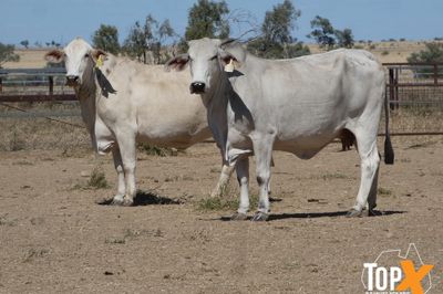 A+ 92 BRAHMAN X COWS VET PTIC TCC NOV/DEC