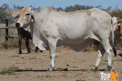 A+ 92 BRAHMAN X COWS VET PTIC TCC NOV/DEC