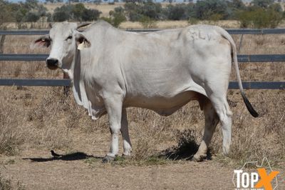 A+ 92 BRAHMAN X COWS VET PTIC TCC NOV/DEC