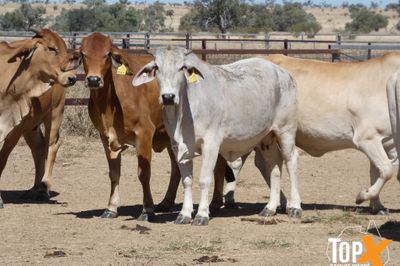 A+ 92 BRAHMAN X COWS VET PTIC TCC NOV/DEC