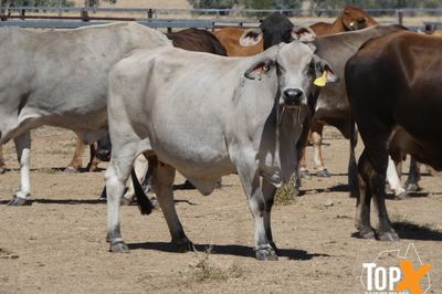 A+ 92 BRAHMAN X COWS VET PTIC TCC NOV/DEC