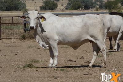 A+ 92 BRAHMAN X COWS VET PTIC TCC NOV/DEC