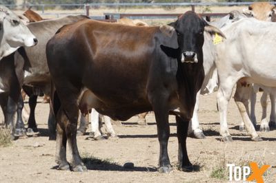 A+ 92 BRAHMAN X COWS VET PTIC TCC NOV/DEC