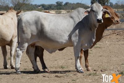 A+ 92 BRAHMAN X COWS VET PTIC TCC NOV/DEC