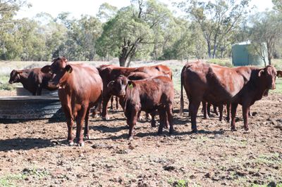 110 VGQ SANTA GERTRUDIS WEANERS