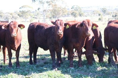 110 VGQ SANTA GERTRUDIS WEANERS