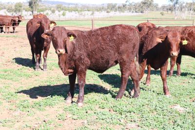 110 VGQ SANTA GERTRUDIS WEANERS