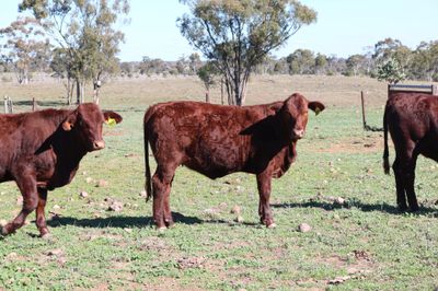 110 VGQ SANTA GERTRUDIS WEANERS
