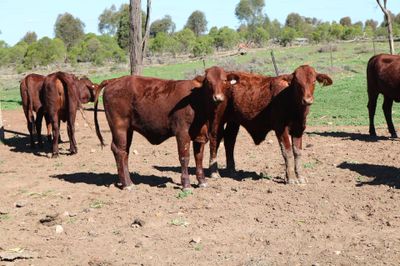 110 VGQ SANTA GERTRUDIS WEANERS