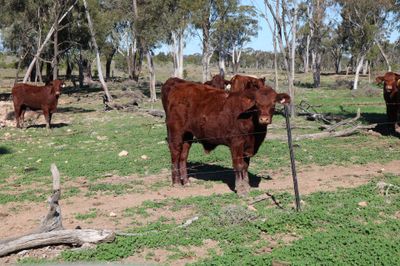 110 VGQ SANTA GERTRUDIS WEANERS