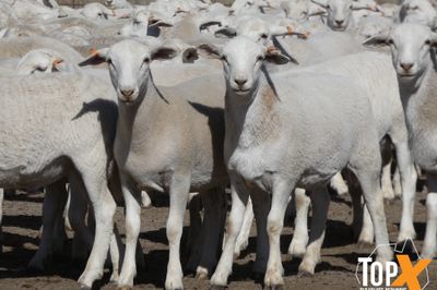 A+ 1,538 AUSTRALIAN WHITE STORE LAMBS