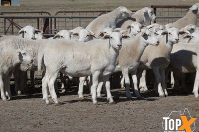 A+ 1,538 AUSTRALIAN WHITE STORE LAMBS