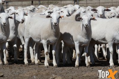 A+ 1,538 AUSTRALIAN WHITE STORE LAMBS