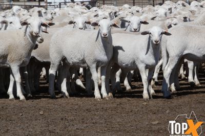 A+ 1,538 AUSTRALIAN WHITE STORE LAMBS